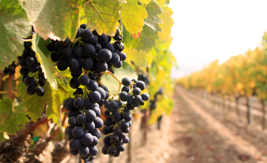 amalfi coast vineyard tour