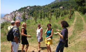 amalfi coast vineyard tour wine tasting
